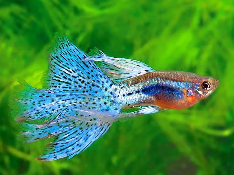 各种漂亮鱼的名称及图片,漂亮可爱的海水观赏鱼