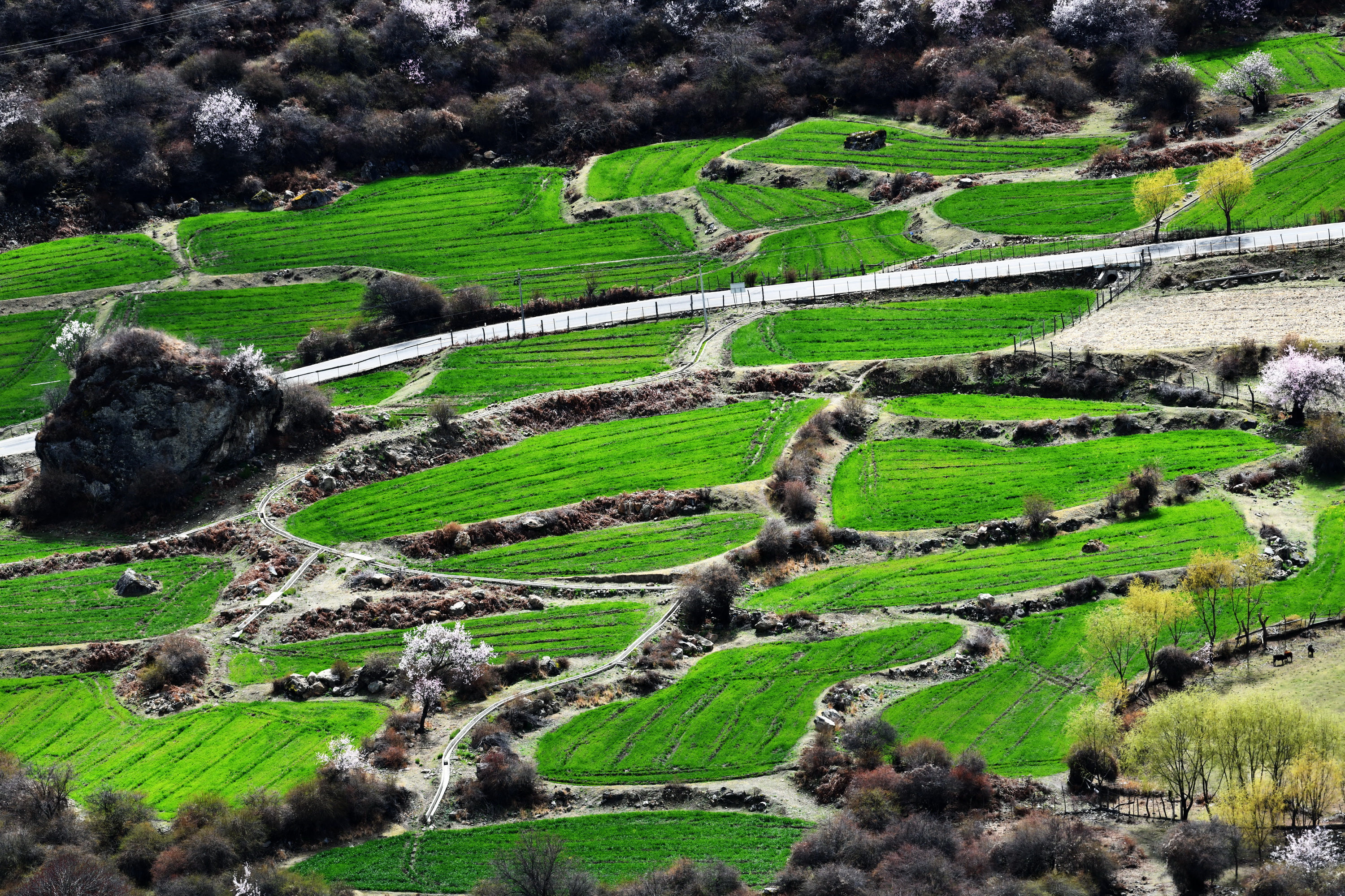 我的林芝一日游攻略,林芝看桃花西藏之旅