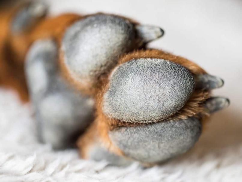 狗狗频繁的抓挠啃咬的样子,狗狗舔咬爪子怎么回事