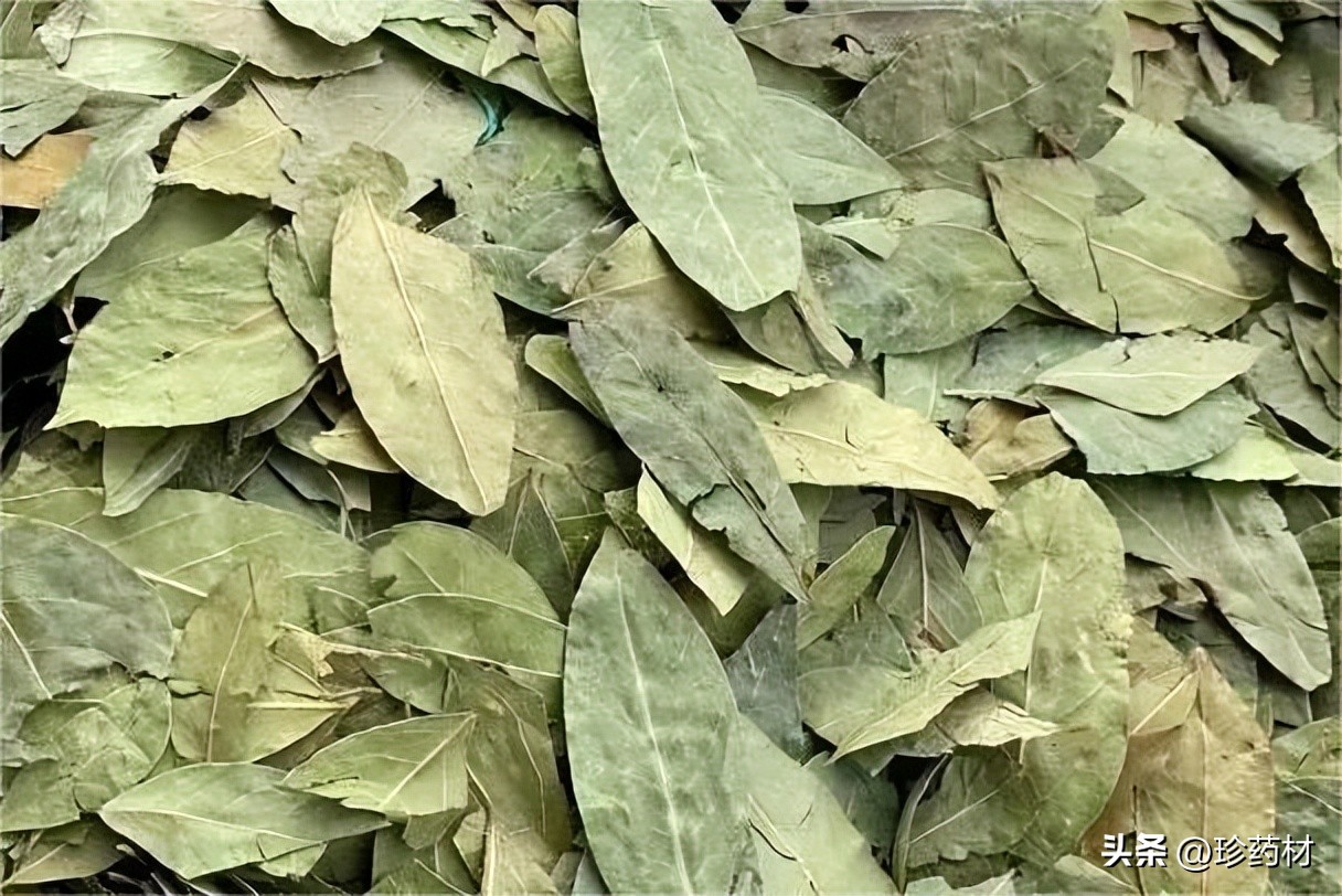 药材市场苍术最新价格行情,中药材市场快讯