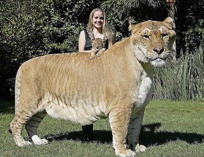 人类动物能混血吗,人类真的能杂交吗