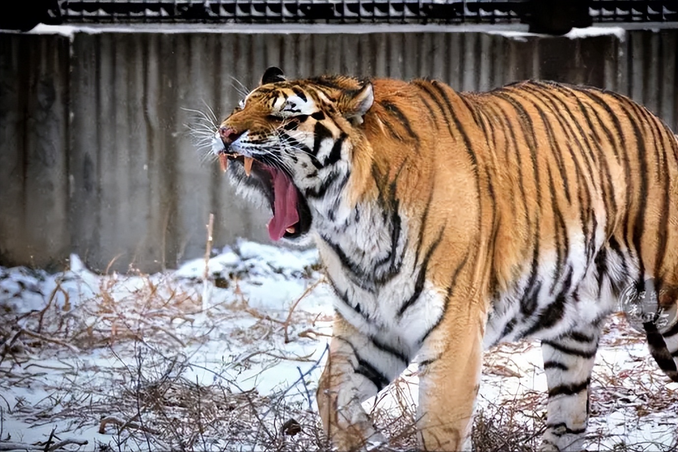 67岁老人闯入狮子园被狮子拖,男子误入狮子园狮口脱险