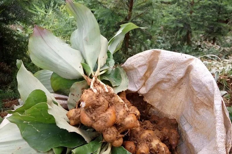 12种香料及分量,姜科植物的香料有哪些
