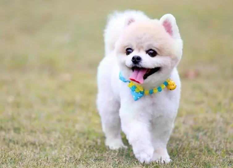 适合出门拉风的狗,几种出门最让人受欢迎的狗狗