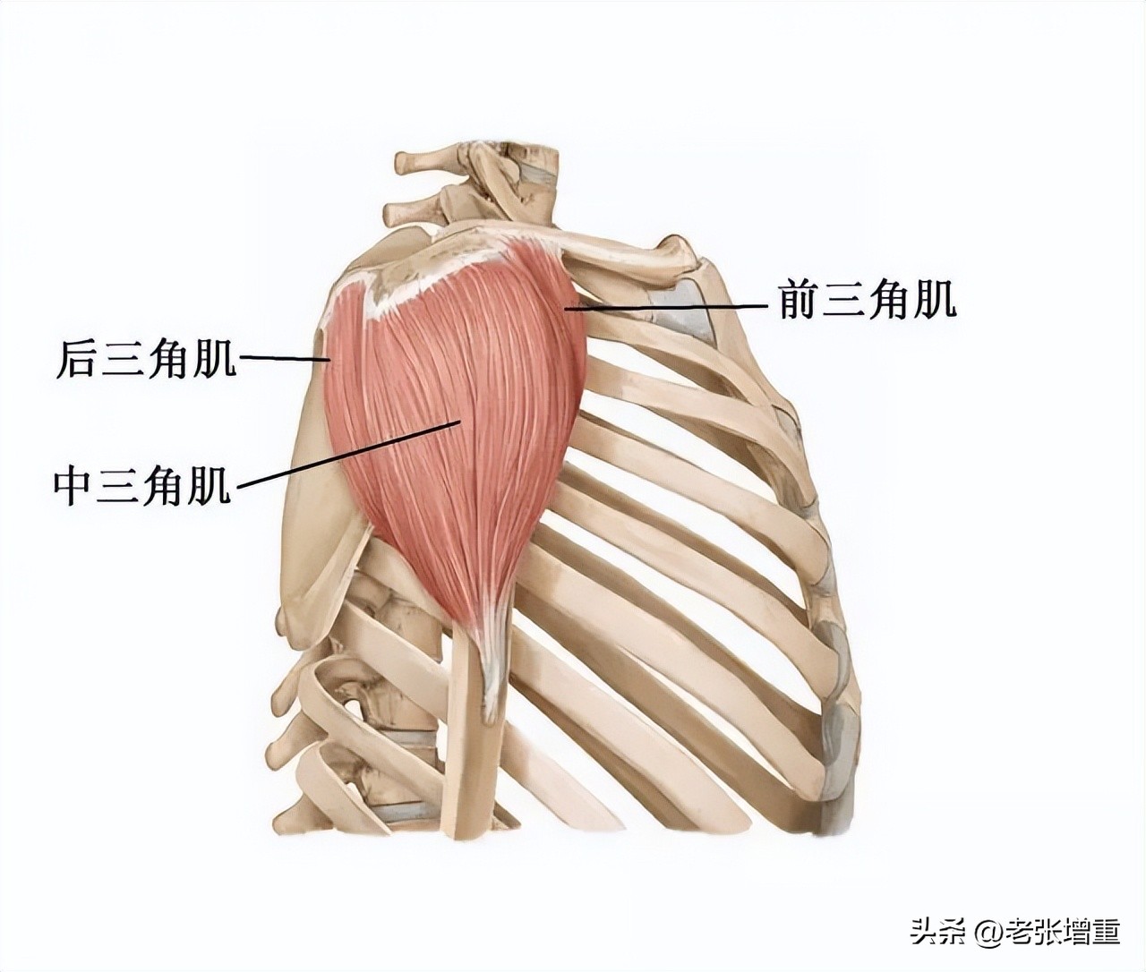 瘦子增重怎么练背部,瘦子增重增肌训练教程哑铃