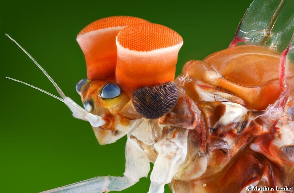 惊奇的动物图片大全,30张罕见的事物照片看完眼界大开