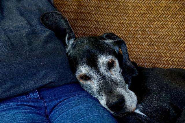 狗狗突然不行了抽搐咬舌头,狗狗这7种表现可能是在向你求救