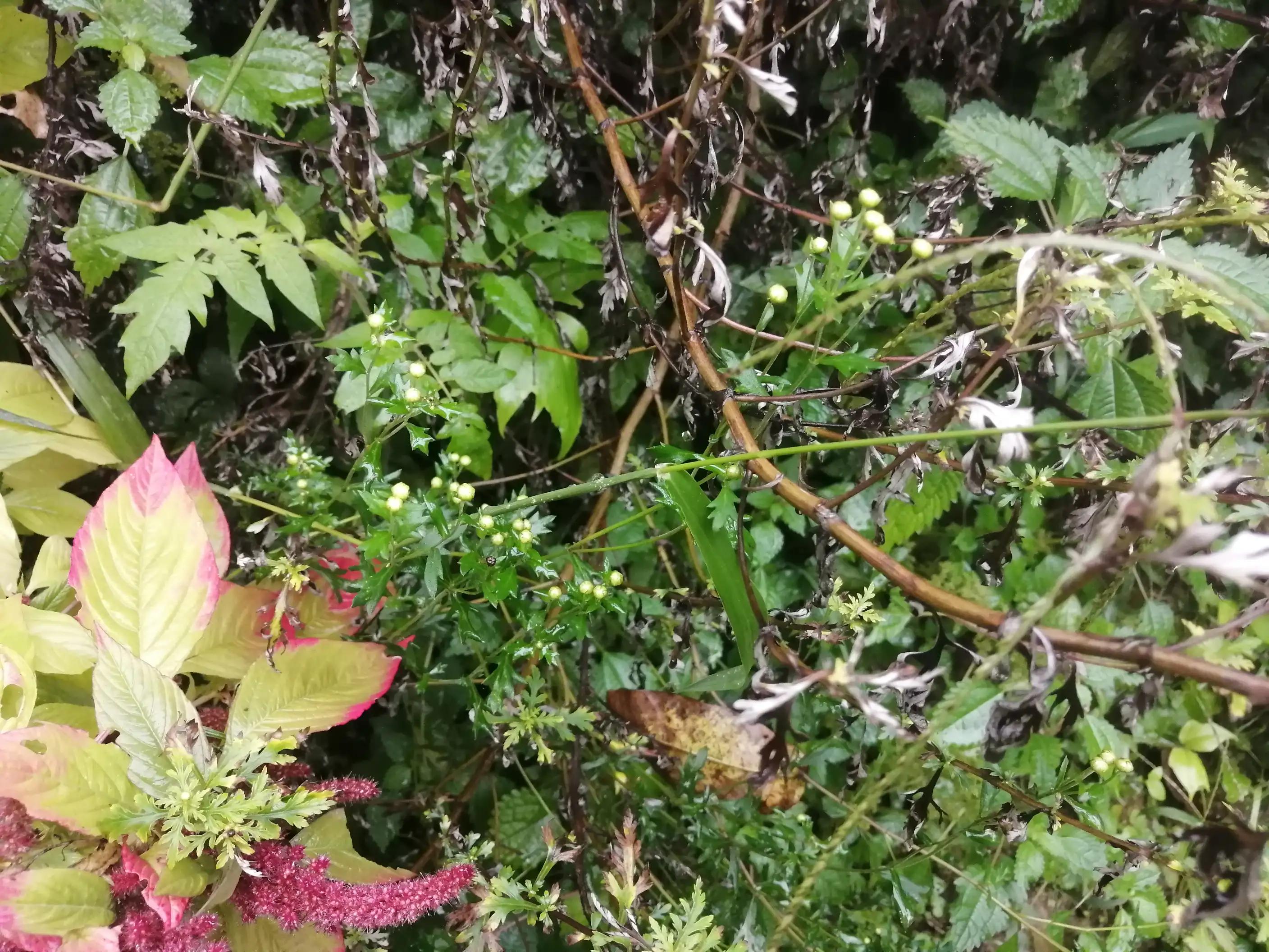 家住重山岳上山（田园七言绝句一组十万大山外的山有诗情画意）