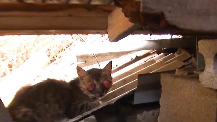 猫咪失明眼球肿大凸出,猫咪失明但眼睛装下了整片星空