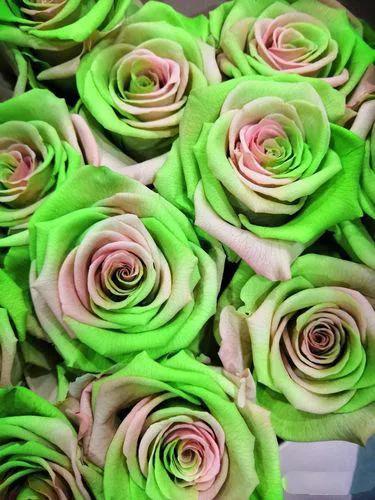 婀娜多姿的鲜花,一朵鲜花点缀不出绚丽多姿的春天