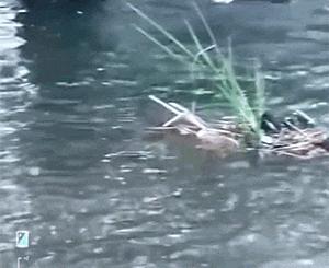 动态搞笑gif视频素材,搞笑gif段子帅不过三秒没毛病