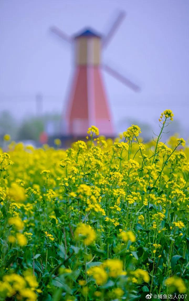 济南的春天来了吗,济南春天来了