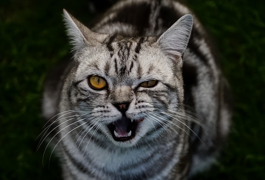 猫咪的胡须有什么作用需要剪吗,猫咪的胡子可以稍微剪掉一点点嘛