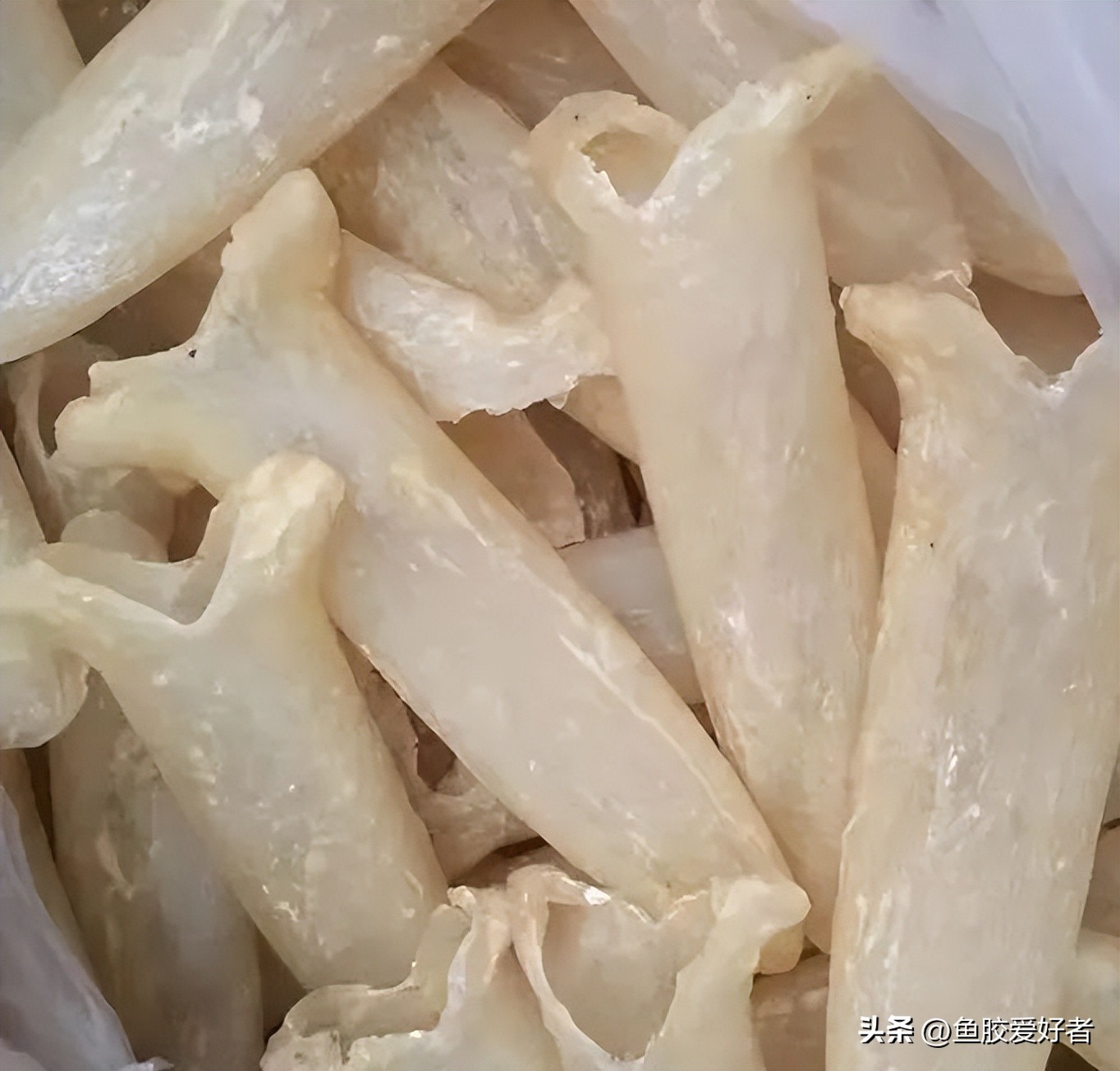 贵的鱼胶和便宜的鱼胶效果区别,什么鱼胶最便宜又好用