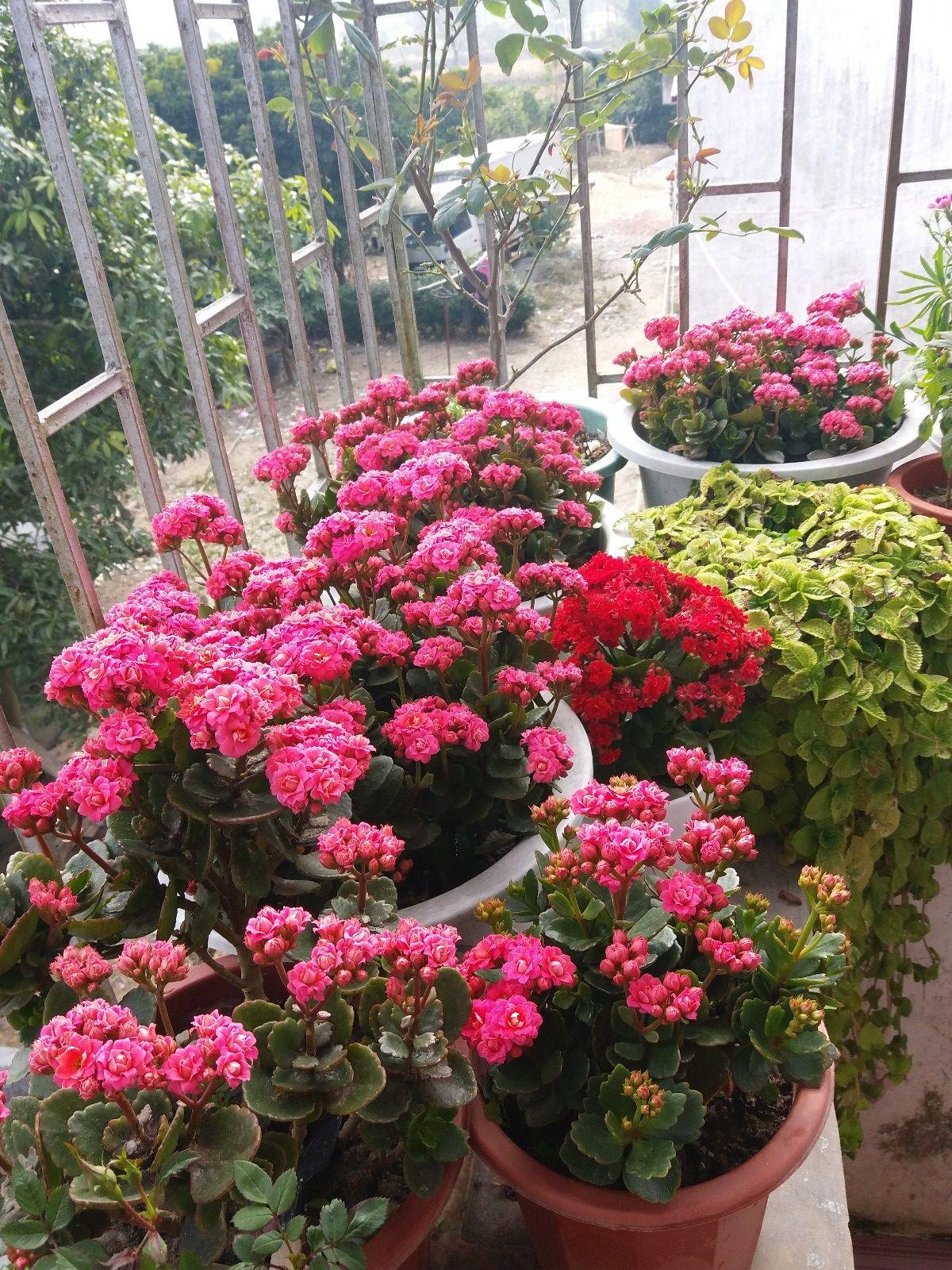 十月长寿花怎么开花,长寿花怎么打才能爆花