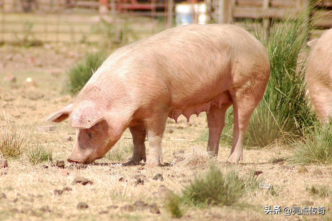 母猪产后注意哪些方面,母猪产后应该注意什么