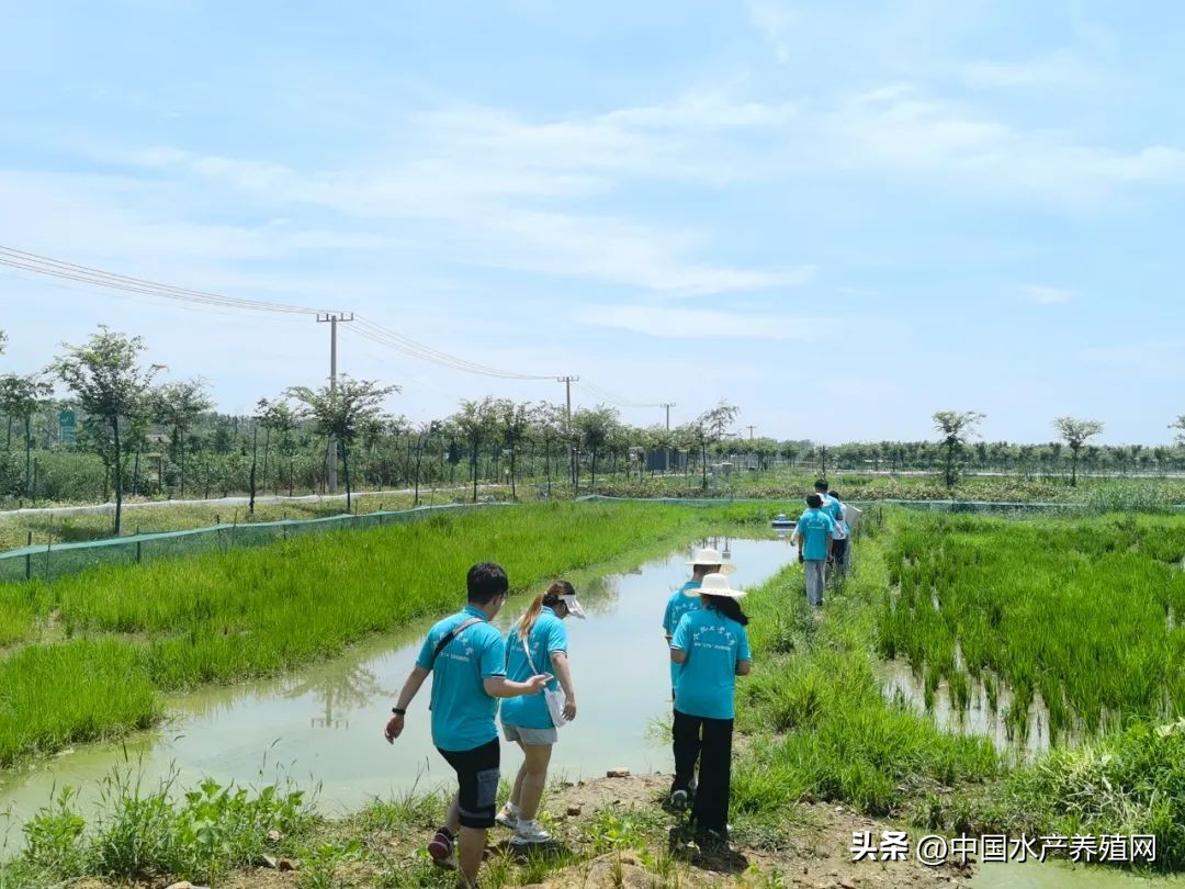 江苏螃蟹基地,探访阳澄湖螃蟹养殖区