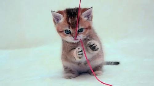 猫咪如何驯服另一只猫,猫咪要怎么驯服