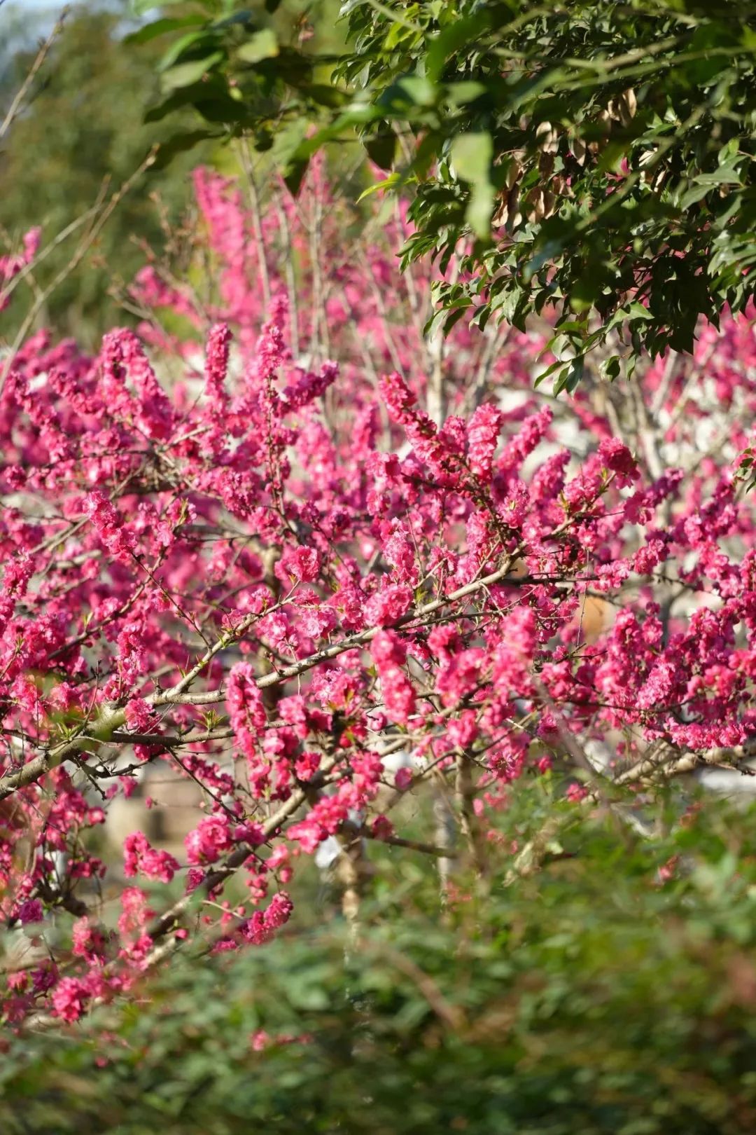 成都市区现实版桃花源记在哪里,成都公交可达的古镇