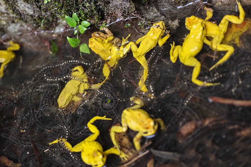 云南独龙江大量金蟾集结，网友：此乃祥瑞之兆，见金蟾就发大财！