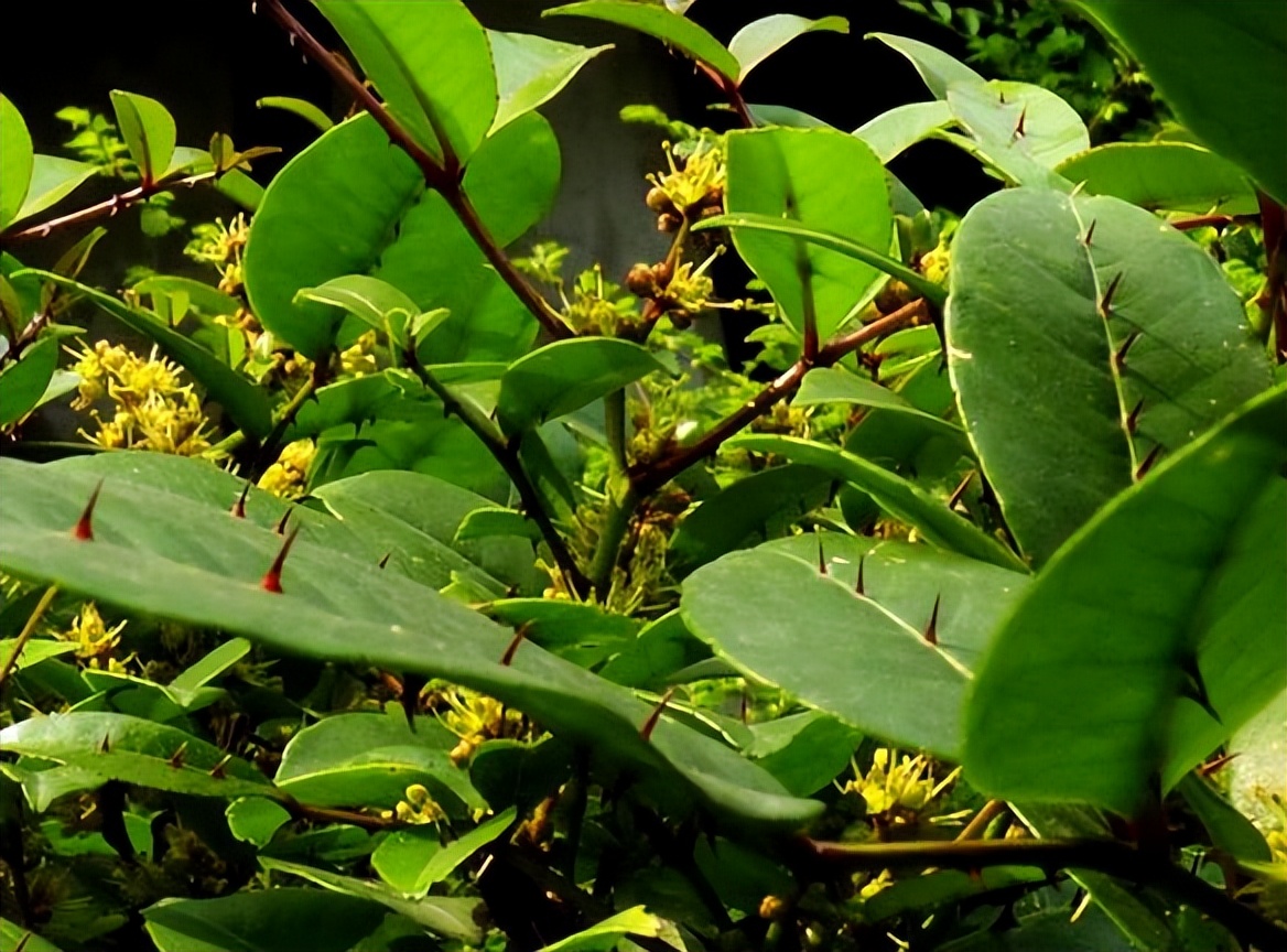 两面针的根能治牙疼吗,两面针治牙疼