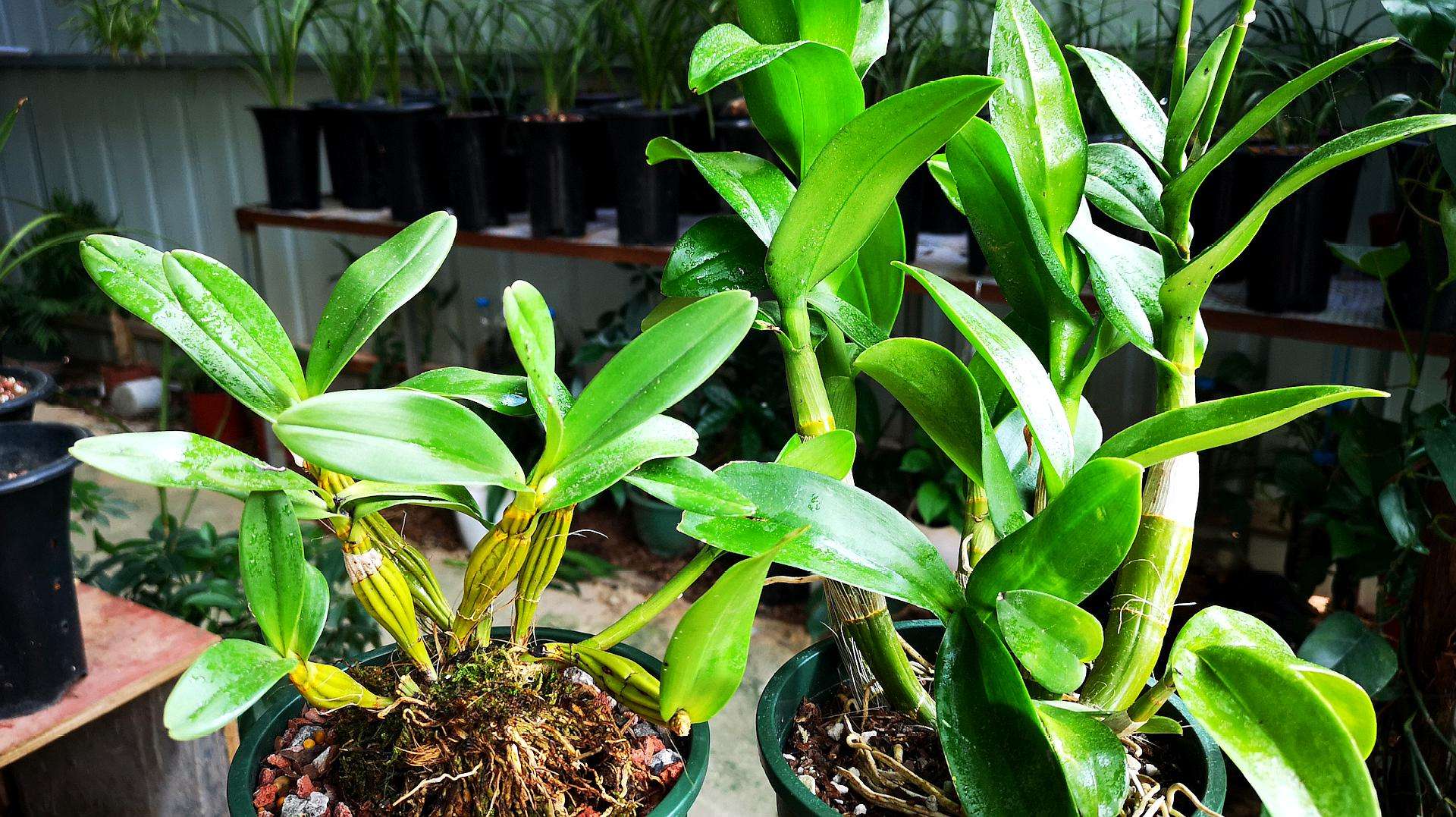 家里有一片地种菜,家里有块空地该种什么果蔬