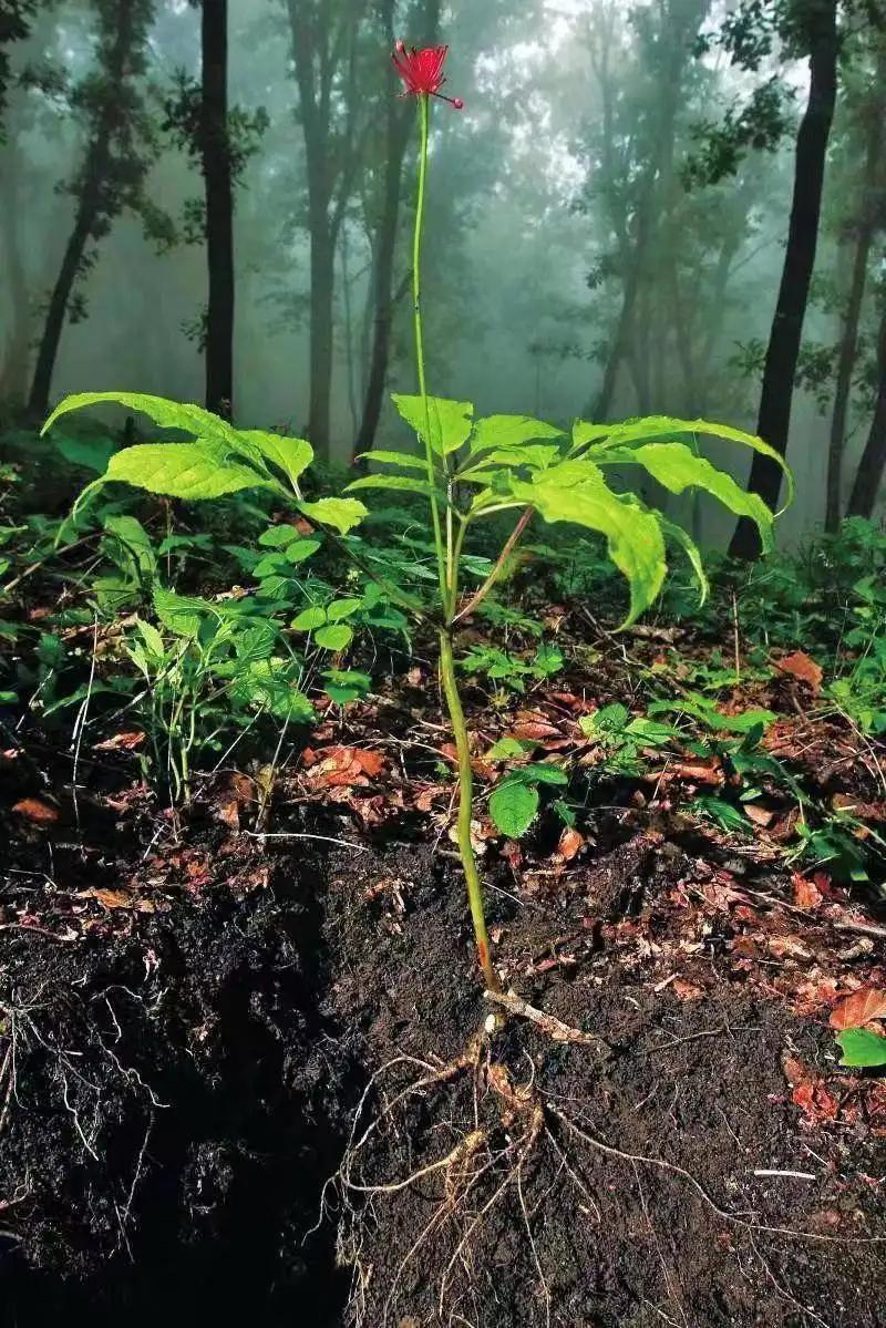 园参鲜人参多少钱一斤,园参林下参野人参哪个好