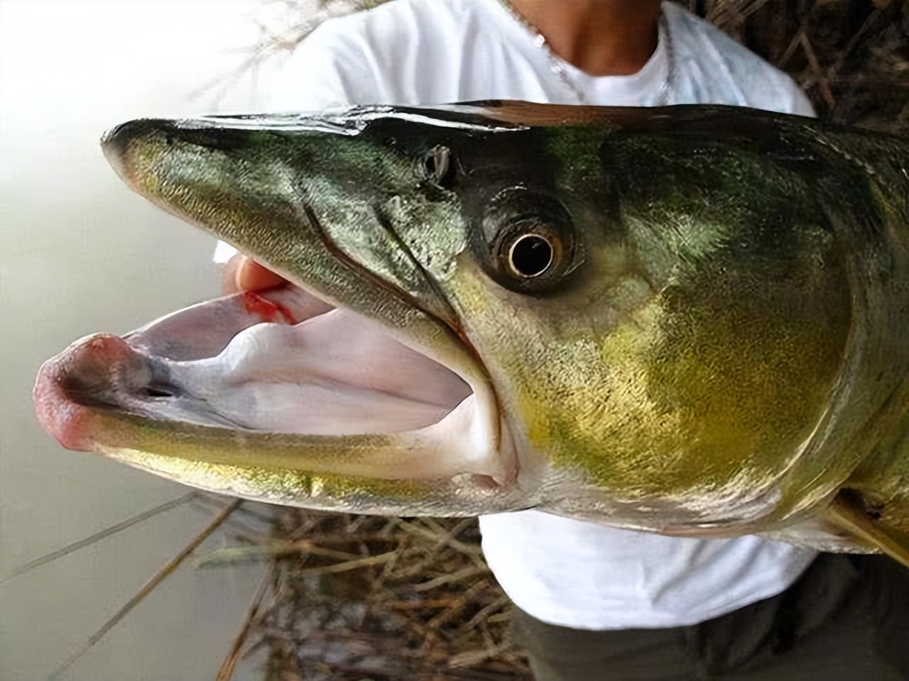 三峡库区最大鲢鳙,三峡水库巨型鲶鱼
