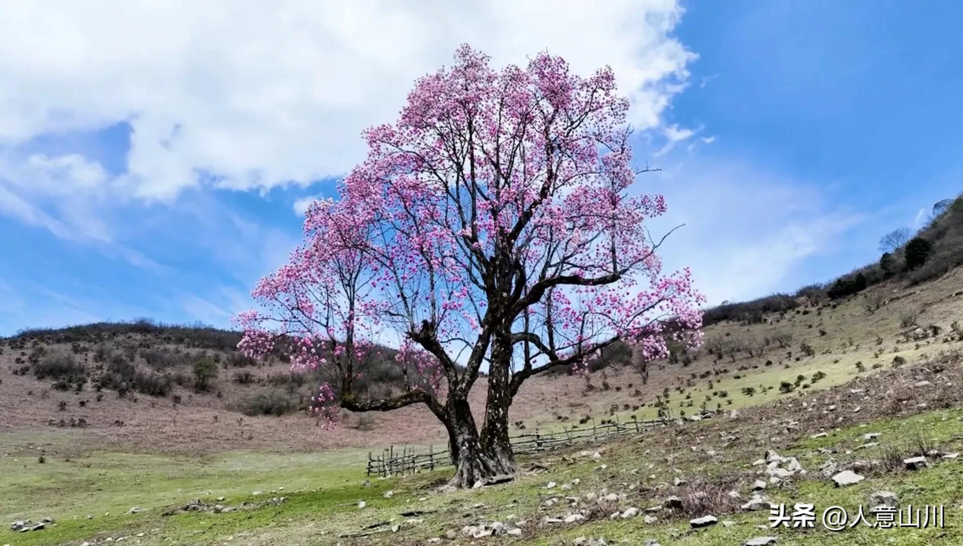 关于木兰花的故事,木兰花的故事
