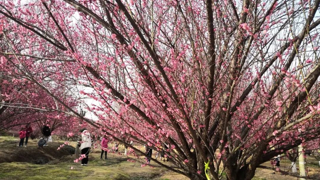 梅花香自苦寒来（李淑华《浪子评论》四、时事杂谈·热点篇4）