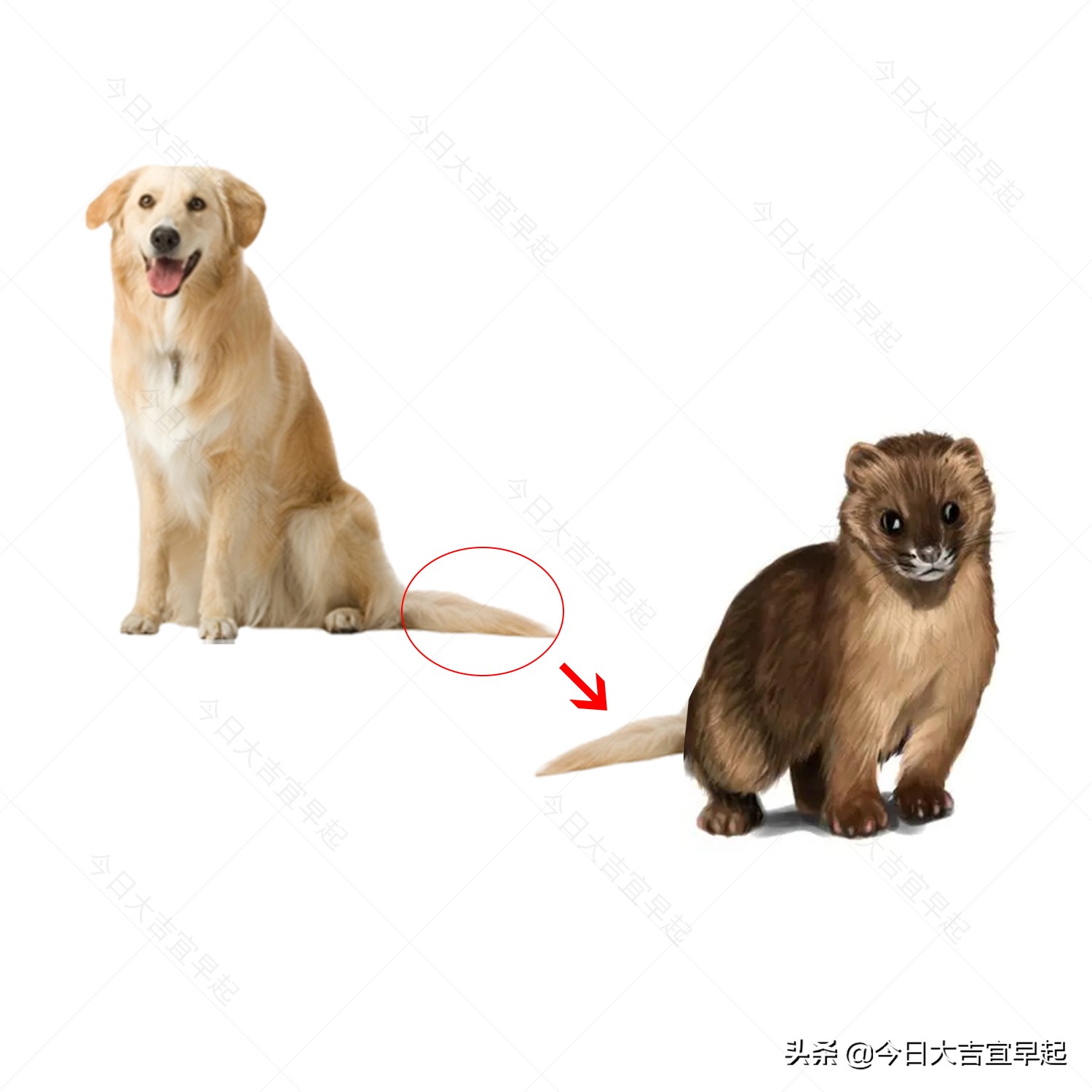 今日挑战看图猜成语你能猜出几个,看图猜成语答案第5波