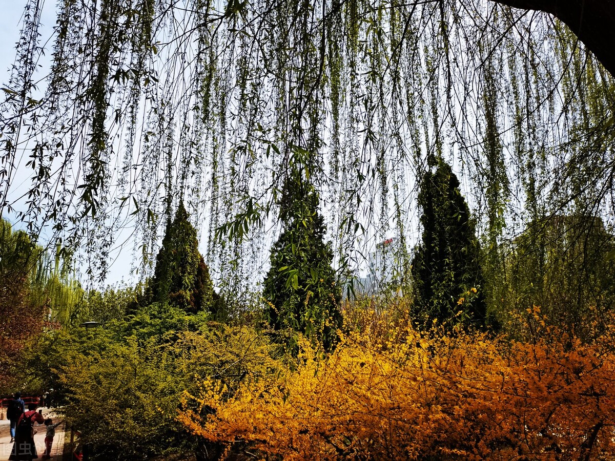 风吹杨柳万千条打一动物,风吹杨柳万千条解析