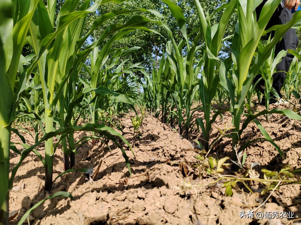 农村化肥十大骗局,化肥内幕揭秘