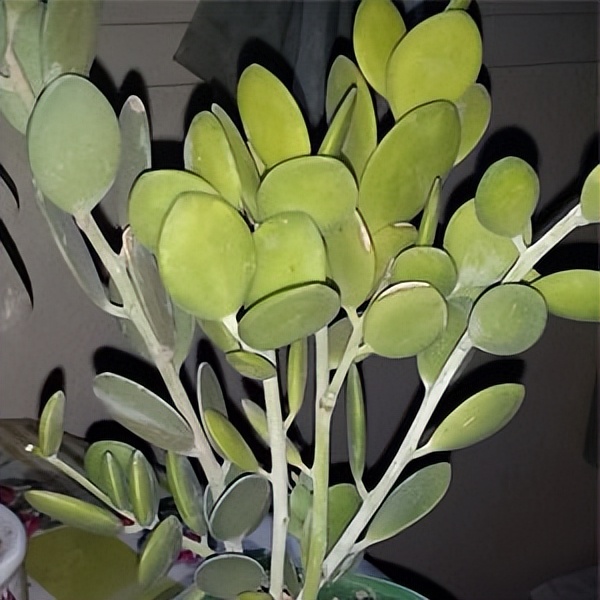 102个大类近500个多肉植物图片，都极其美丽，建议在家中也养一盆