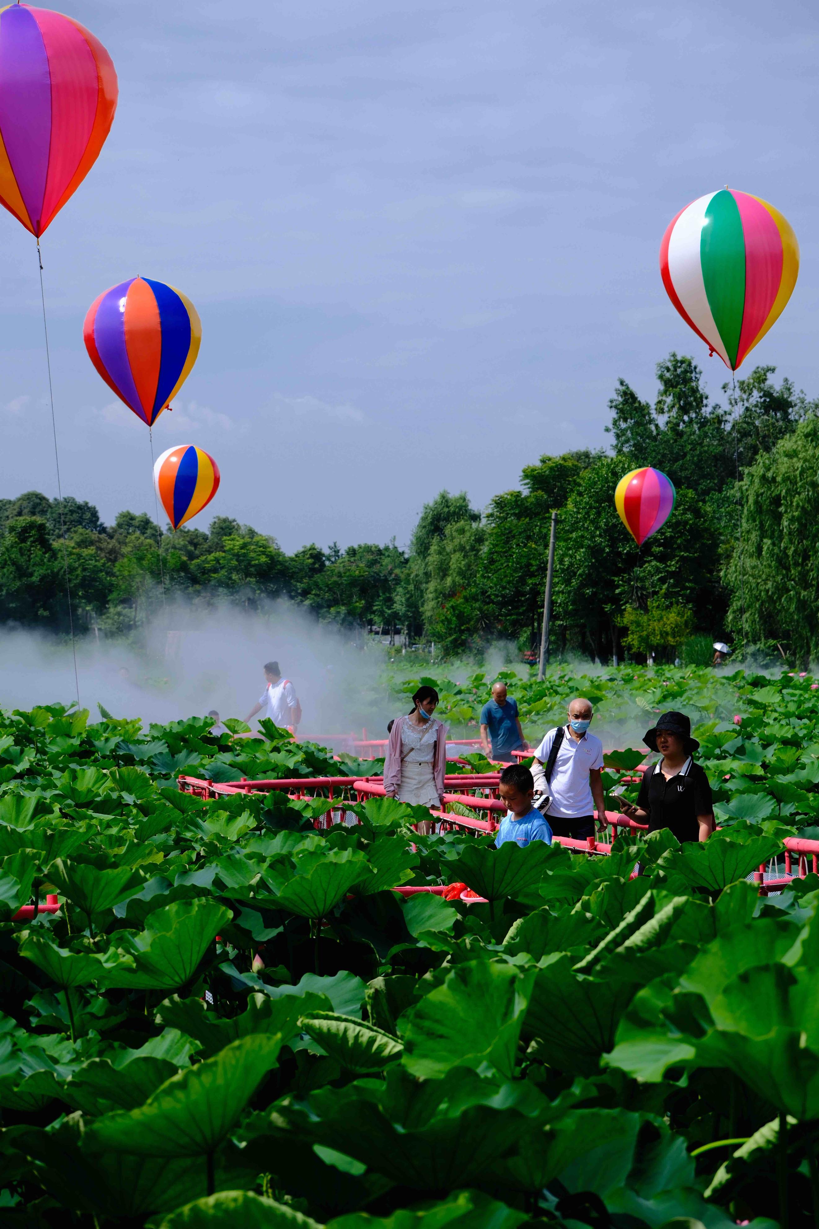 成都荷花最佳观赏地,成都看荷花的景点推荐