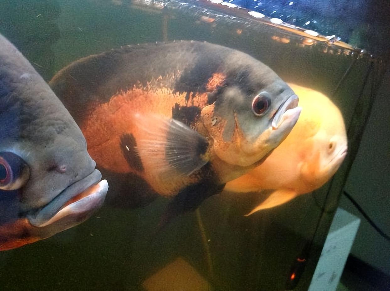 为什么不见地图鱼吃东西,地图鱼不爱游动怎么办