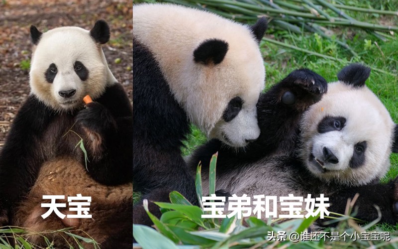 目前在国外的大熊猫有几只,大熊猫国外租借了多少只