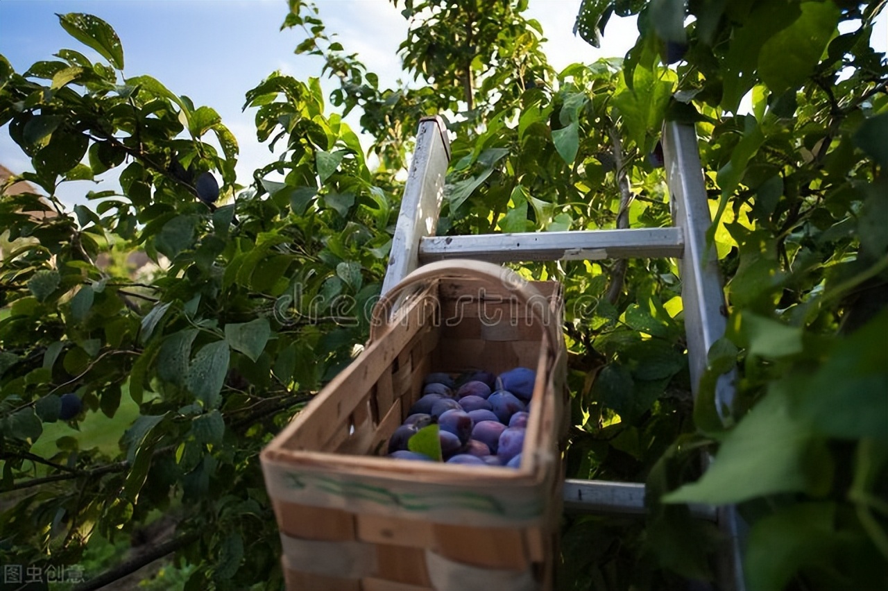 西梅李子树苗真假鉴别,西梅跟李子都分不清