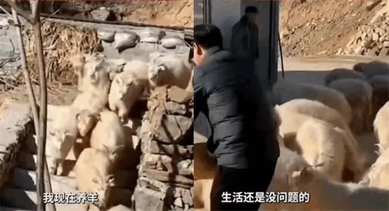 同是辞职网红警官，谭谈交通继续一路高歌，反诈老陈转行搞养羊