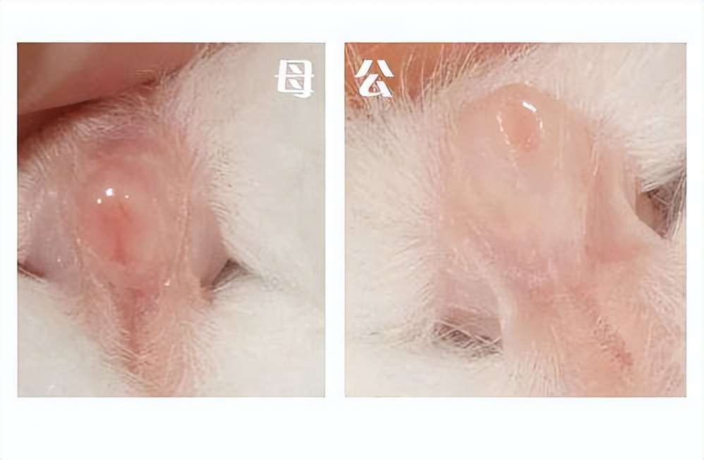 兔子近亲可以配对吗,侏儒兔子公母分辨