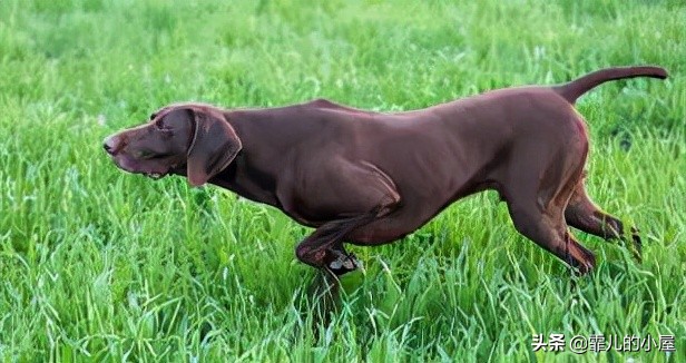 如何让你挑到称心如意的犬类宠物？一起来看看这份宝典指南吧