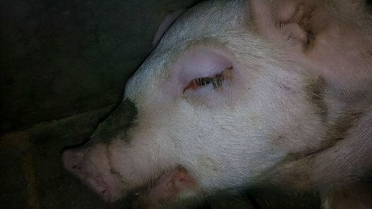 猪眼睛水肿怎么治,猪眼睛肿是什么原因