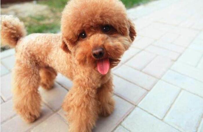 泰迪被你养熟的表现,泰迪吃醋的表现和特征