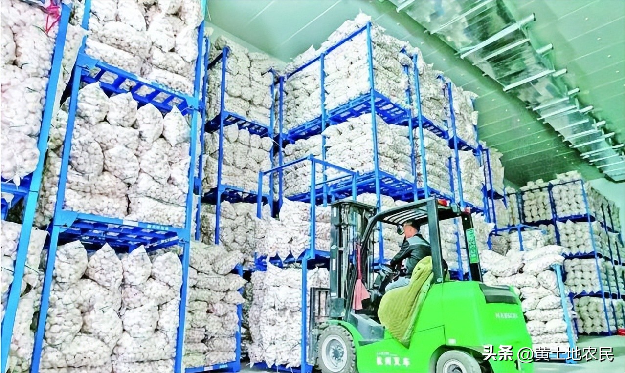 商水：大蒜种植特色气象服务推行