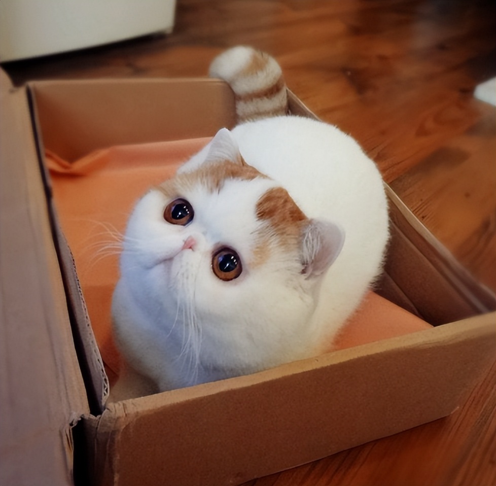 无攻击性的猫咪品种,最温顺的猫咪排行榜前十名