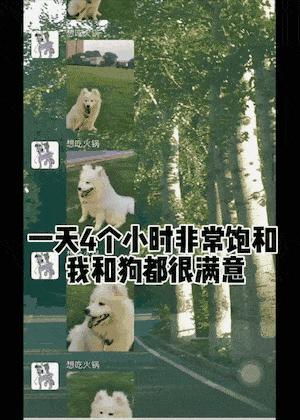 铲屎官的开心,开心快乐的铲屎官