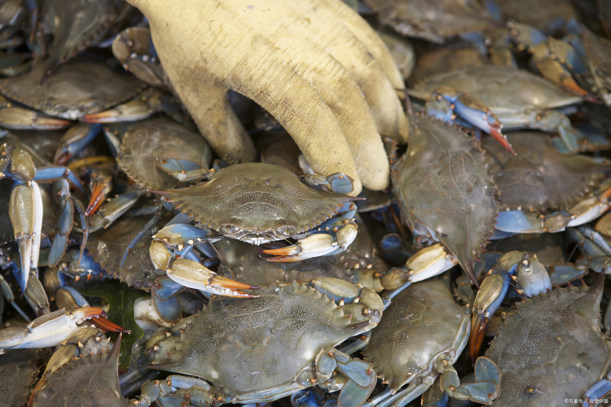 浙江的特产美食,浙江嘉兴特产有哪些可带走