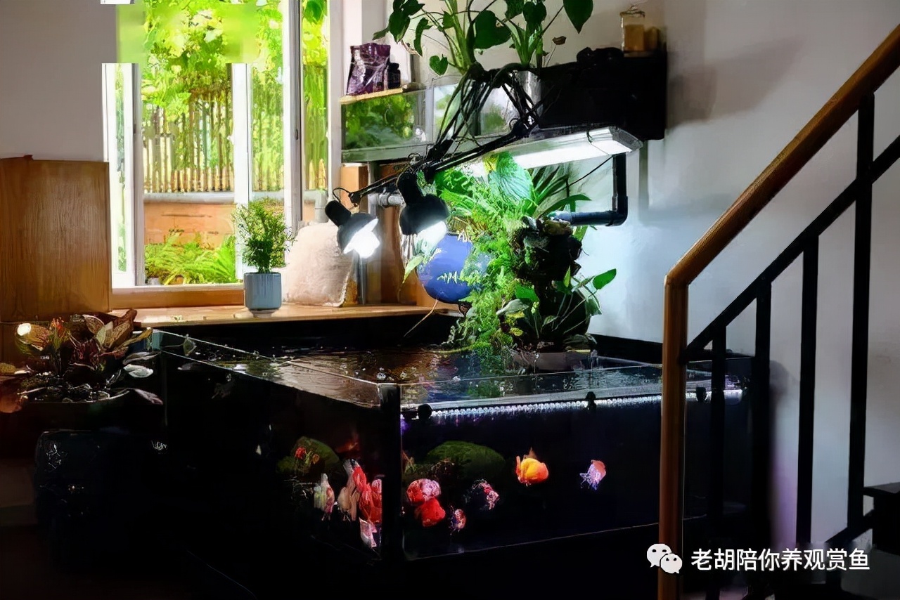 冬天观赏鱼入缸,观赏鱼冬天为什么老是死