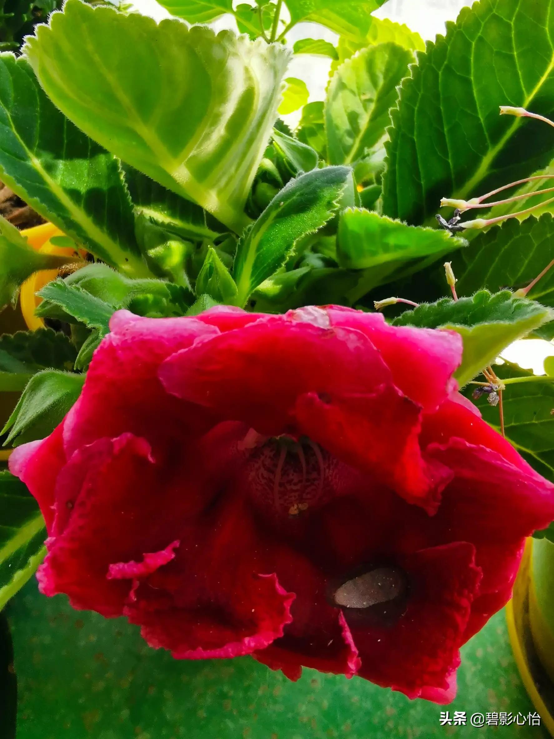 芙蓉花只长叶子不开花是什么原因,芙蓉花开败后怎么处理能再次开花