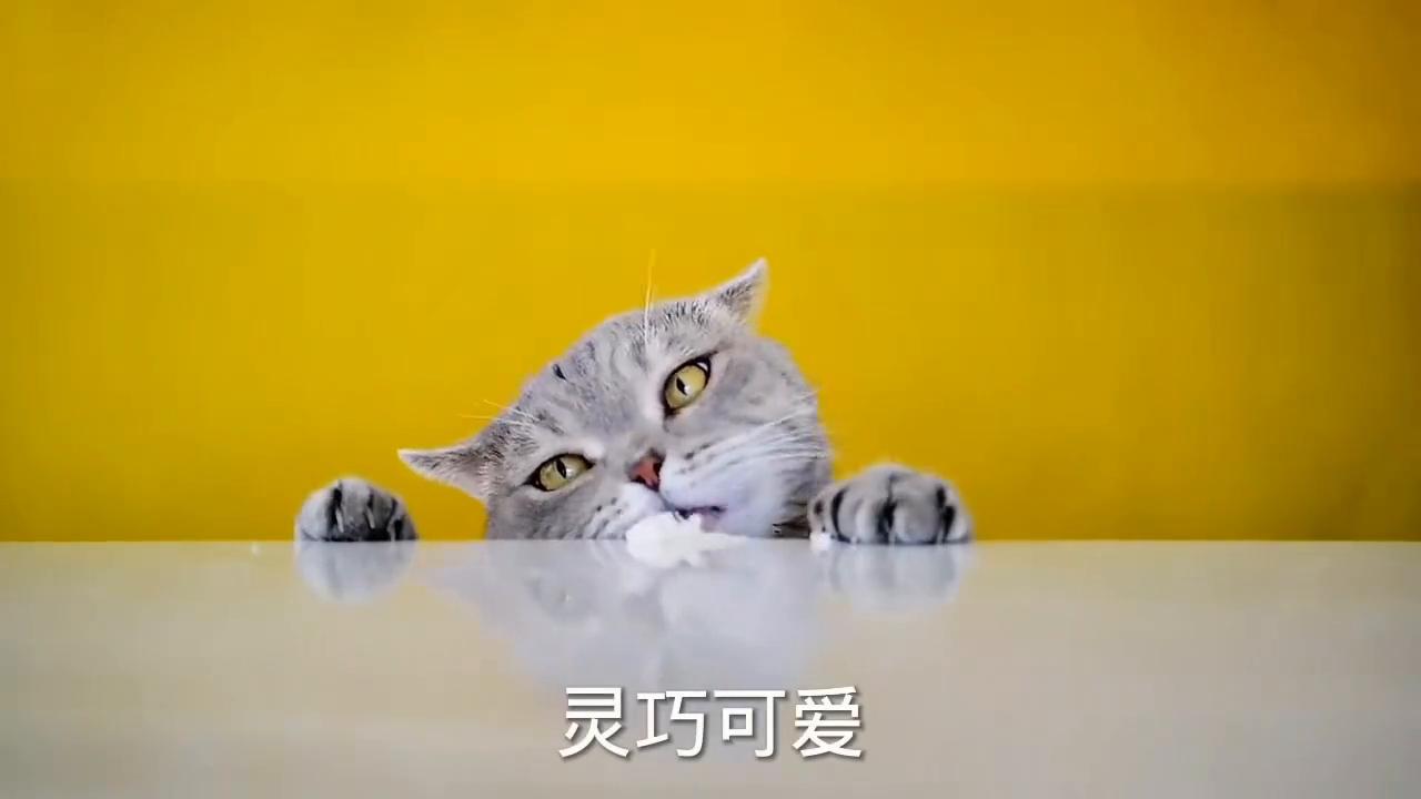 被家猫抓伤了该怎么处理,被家猫抓伤后会不会死